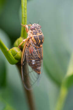 Image of Cicadatra hyalina (Fabricius 1798)