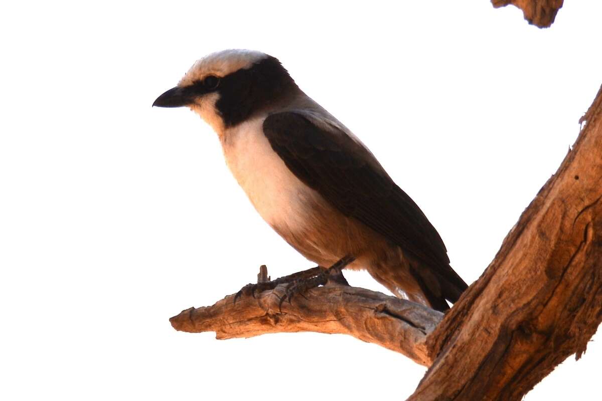 Image of Southern White-crowned Shrike