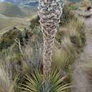 Image de Puya hamata L. B. Sm.