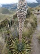 Image de Puya hamata L. B. Sm.