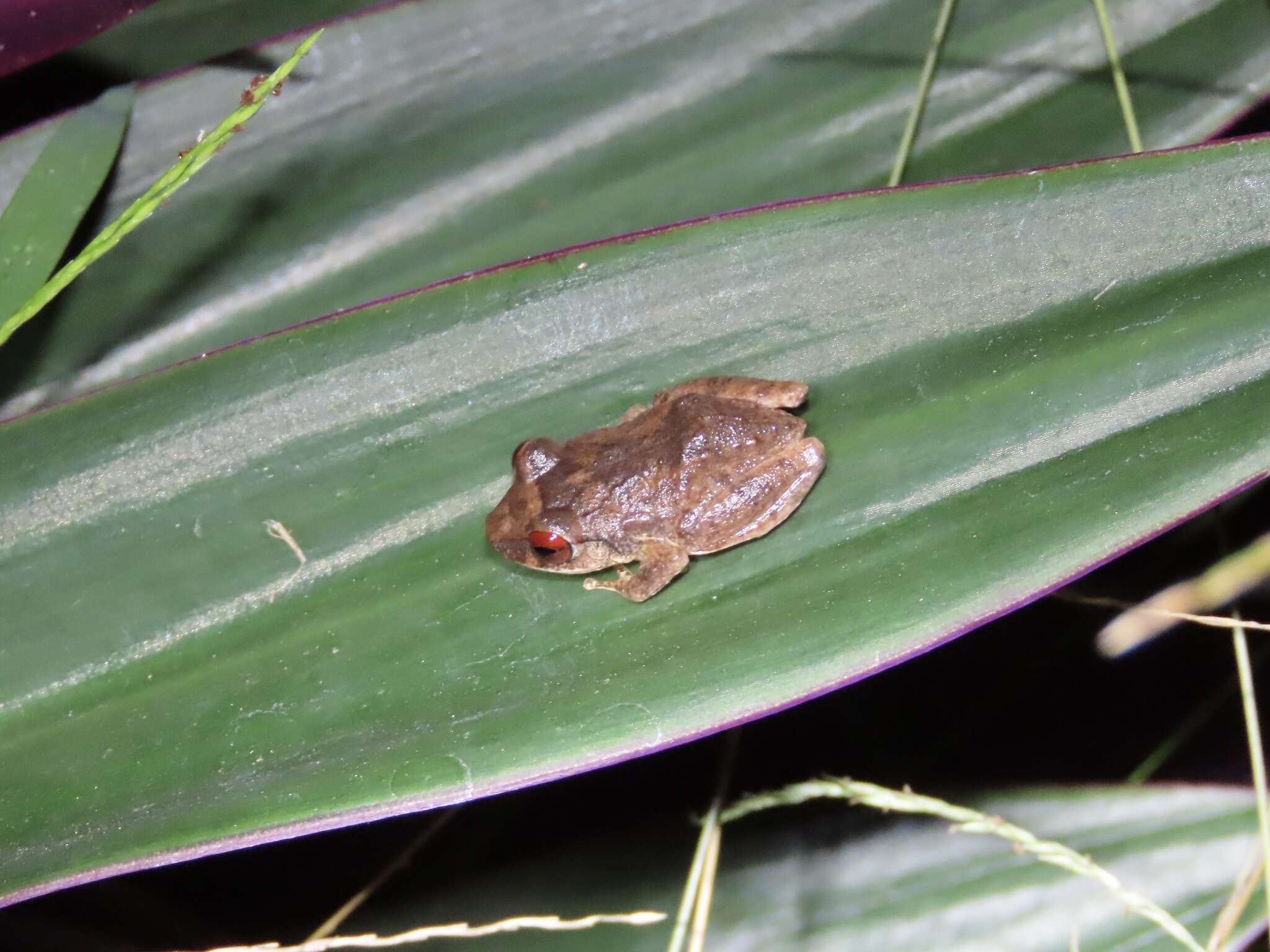 Image of Antilles Robber Frog