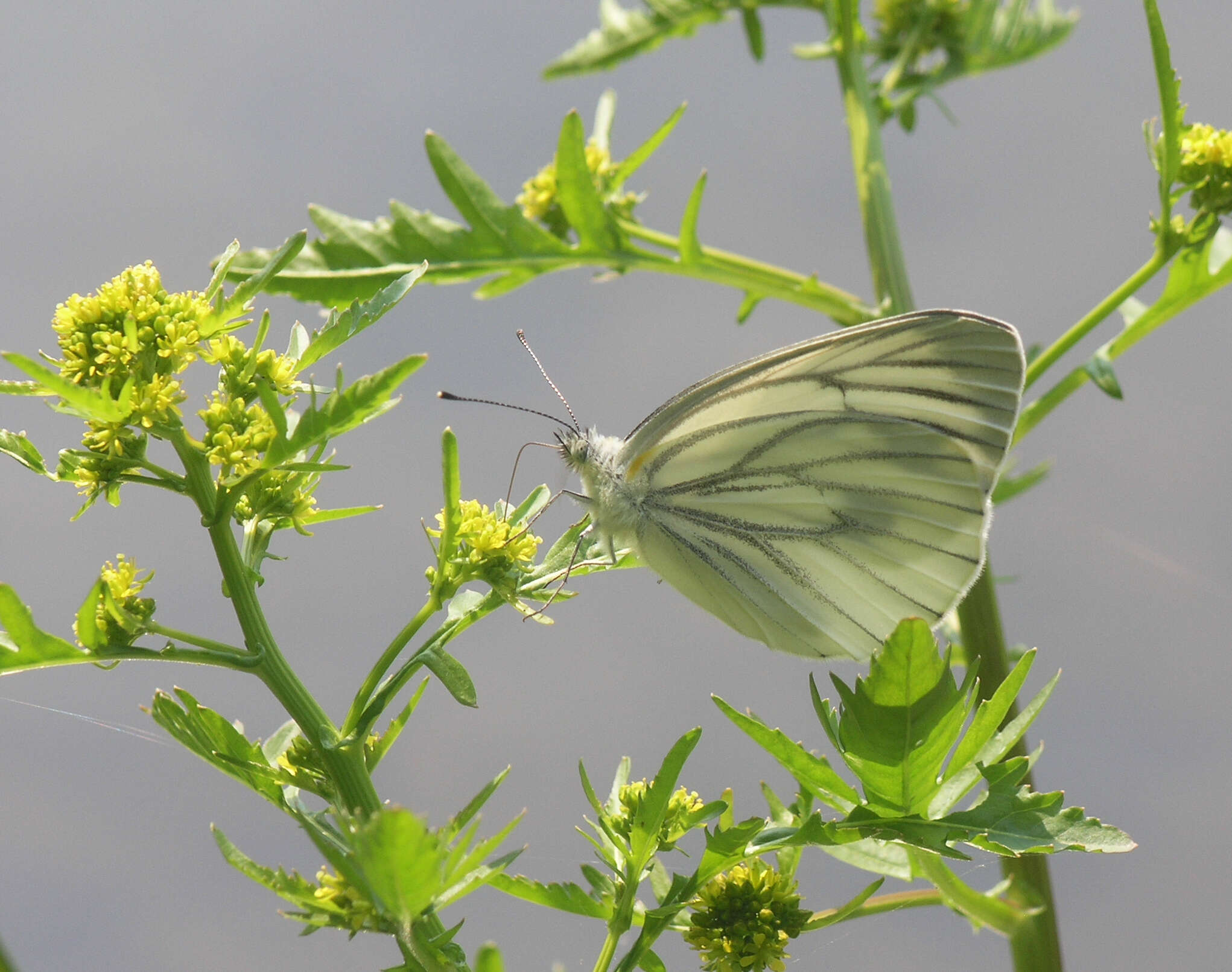 Image of Pieris dulcinea (Butler 1882)