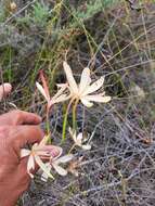 Image of Geissorhiza confusa Goldblatt