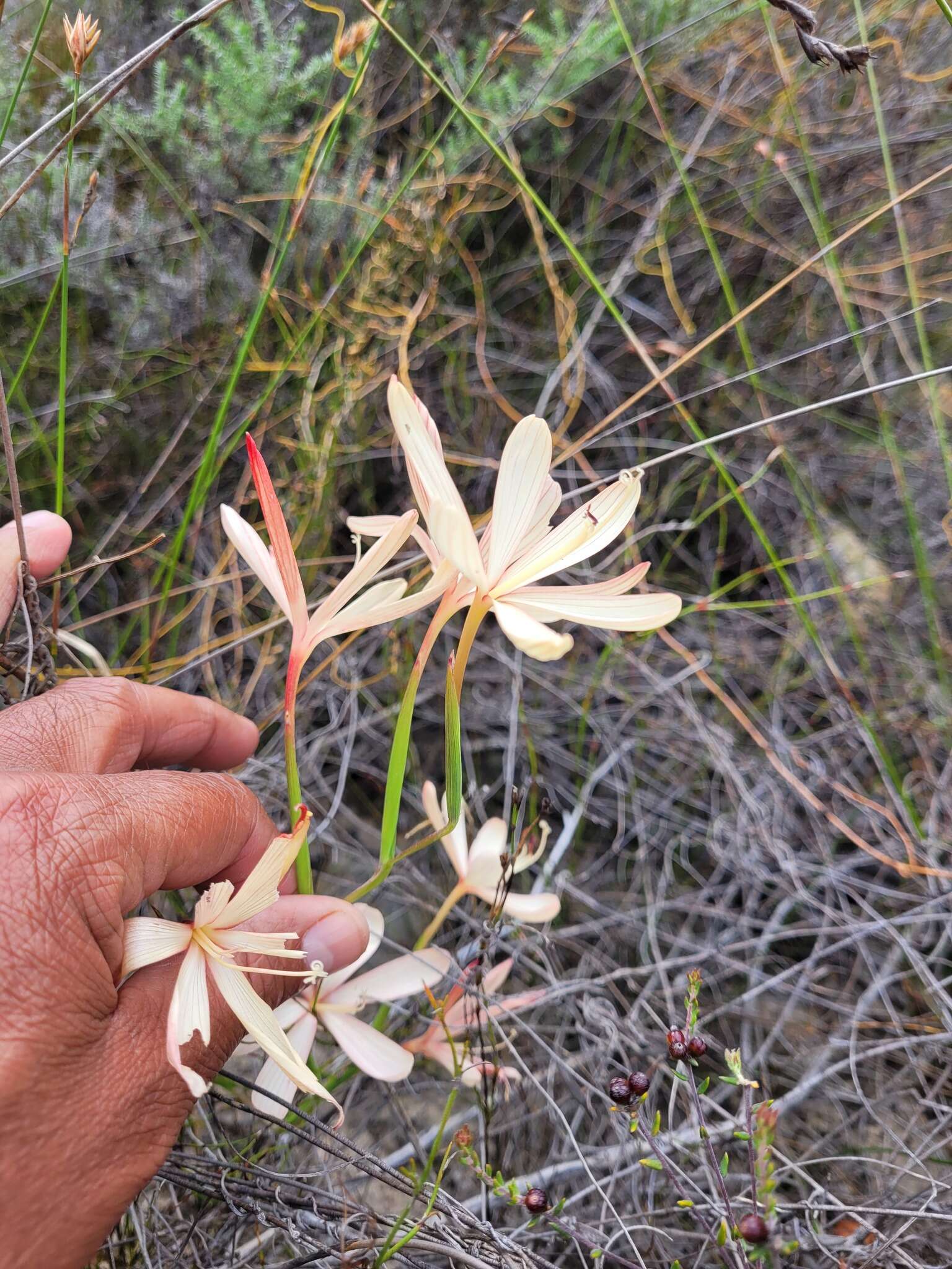 Image of Geissorhiza confusa Goldblatt