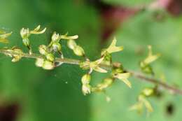 Image of Common twayblade