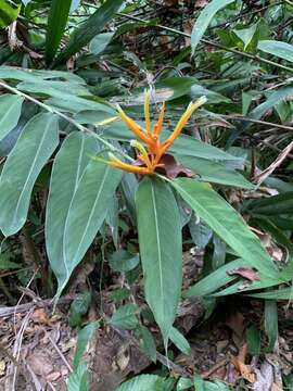 Image of Heliconia longiflora R. R. Sm.