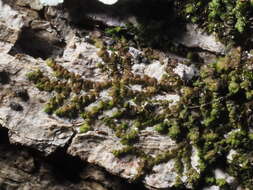 Image of Frullania catalinae A. Evans
