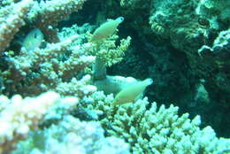 Image of Red Sea longnose filefish