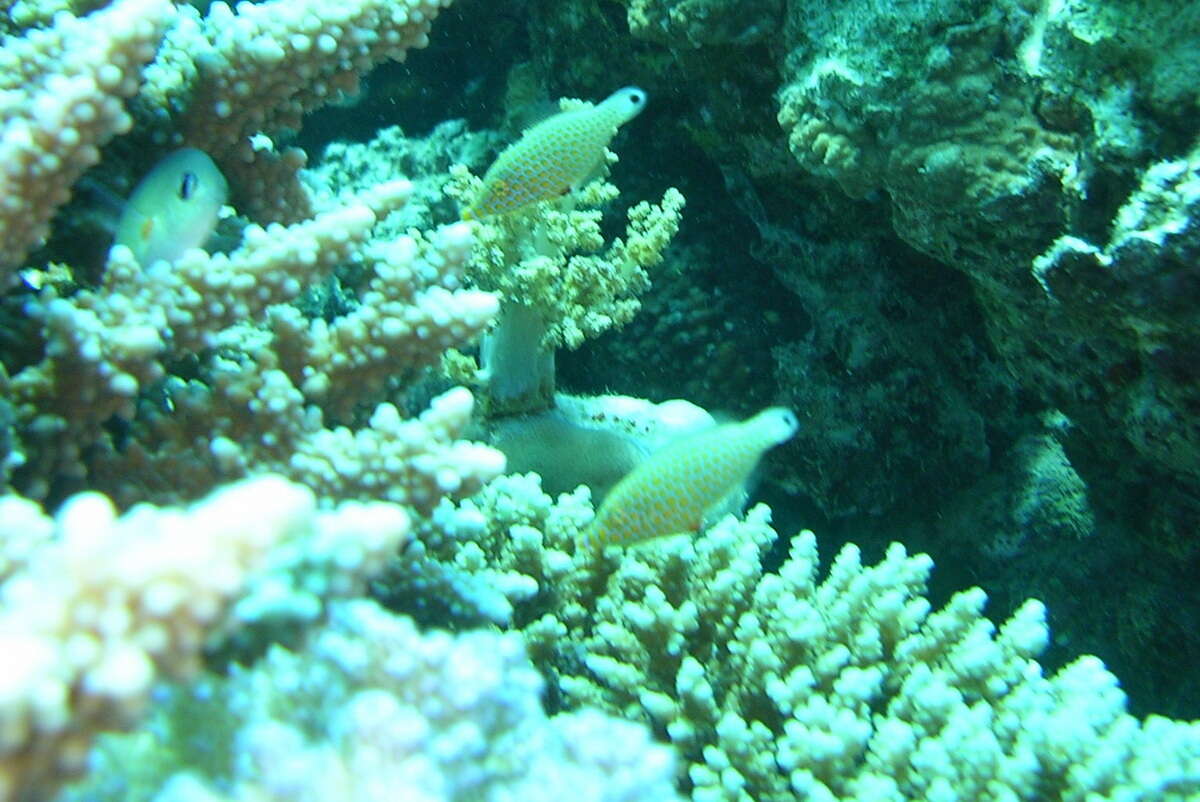 Image of Red Sea longnose filefish