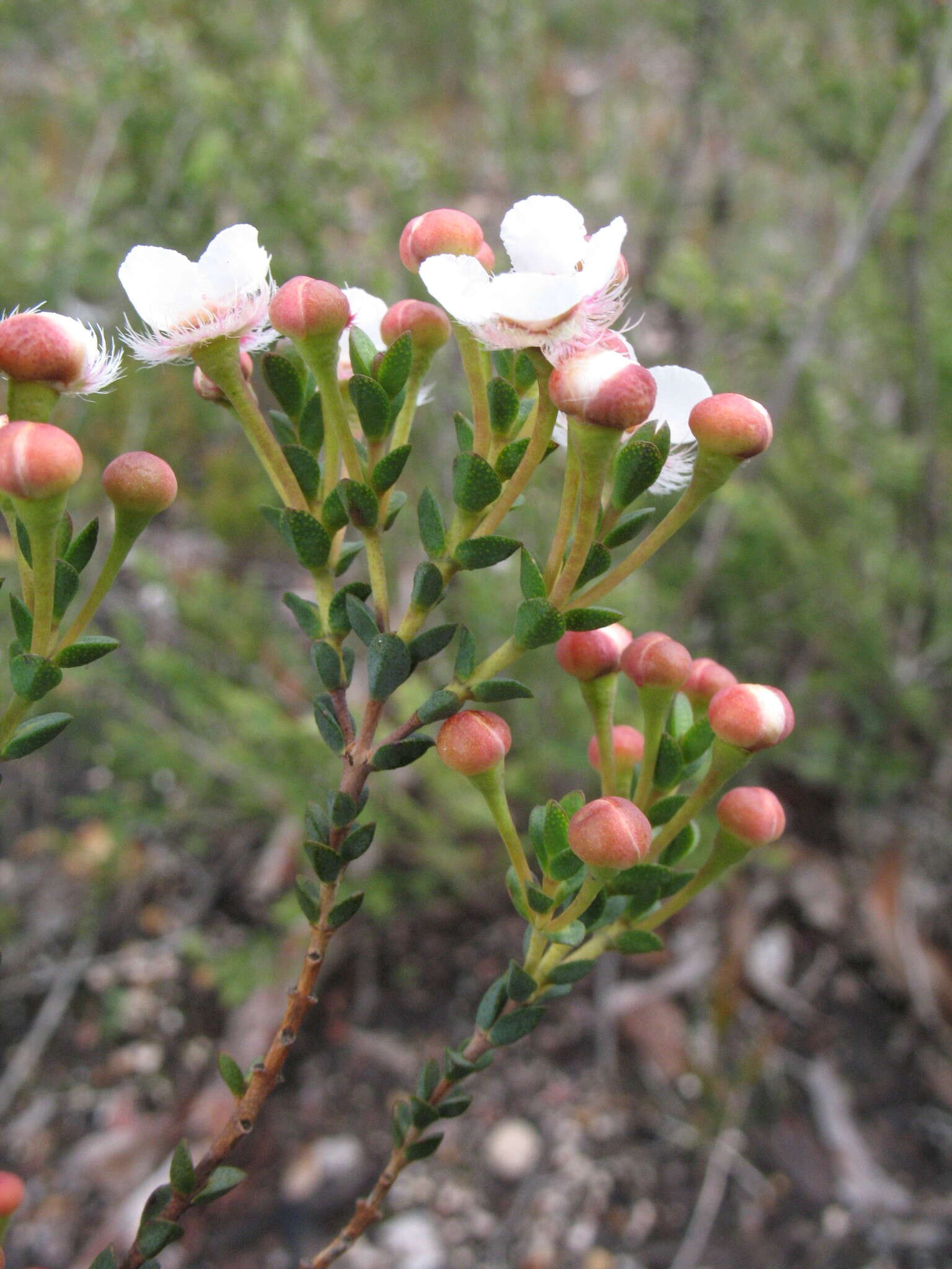 Verticordia habrantha Schau. resmi