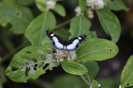 Image of Irenia Metalmark