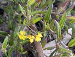 Image of Goodenia heterophylla Sm.