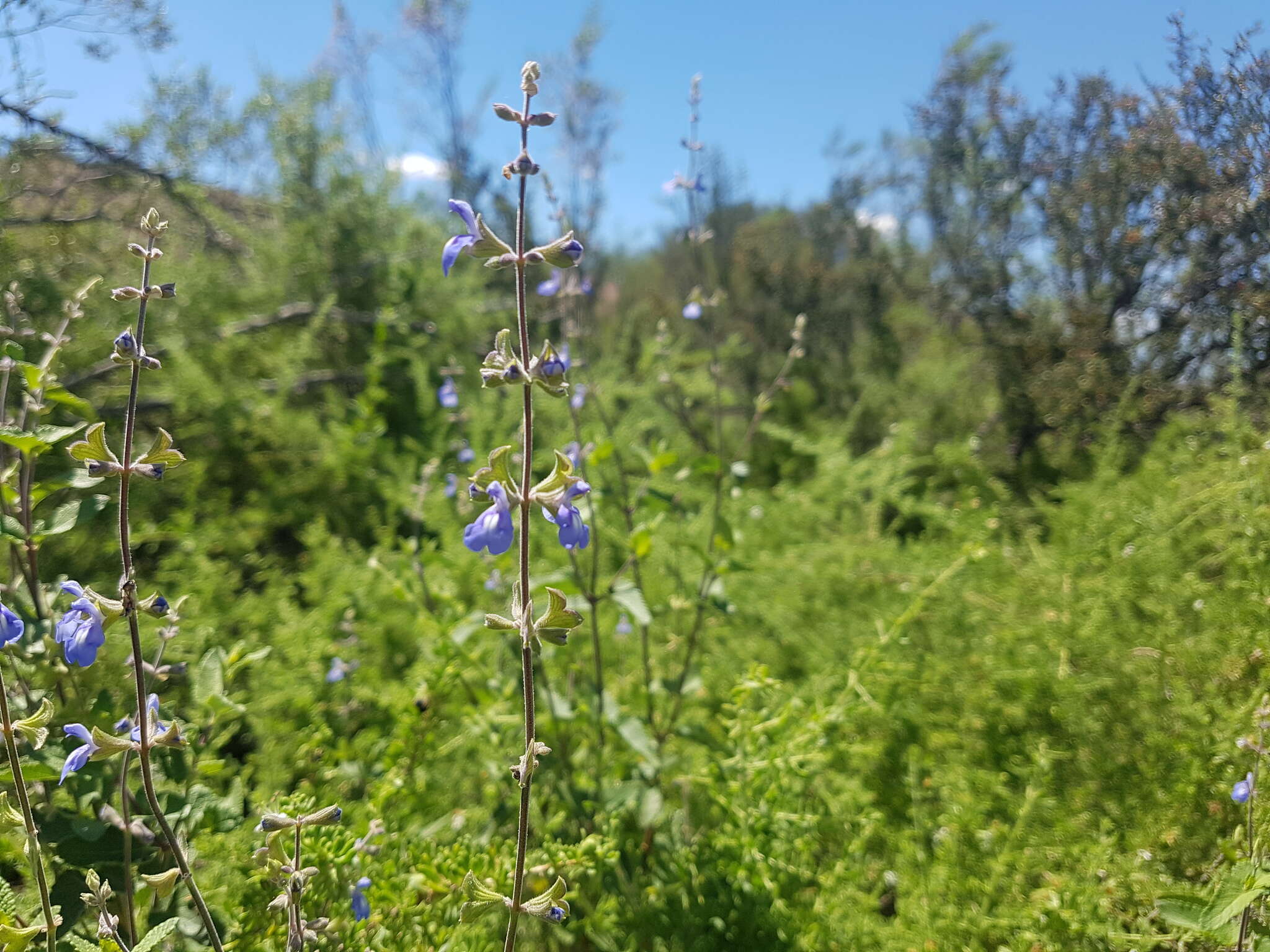 Imagem de Salvia cuspidata Ruiz & Pav.