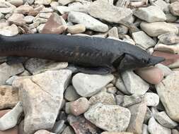 Image of Atlantic Sturgeon