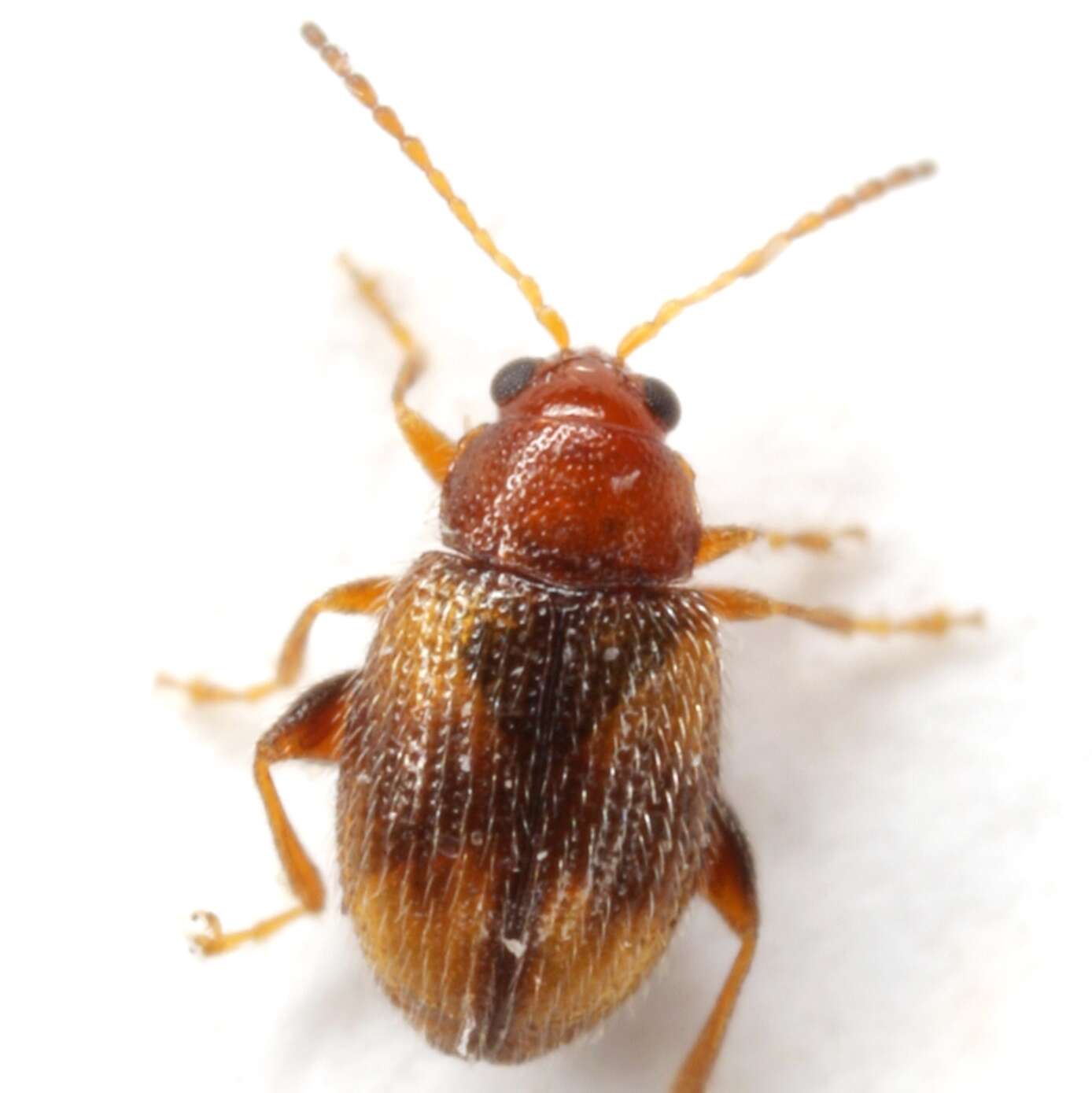 Image of Leaf beetle