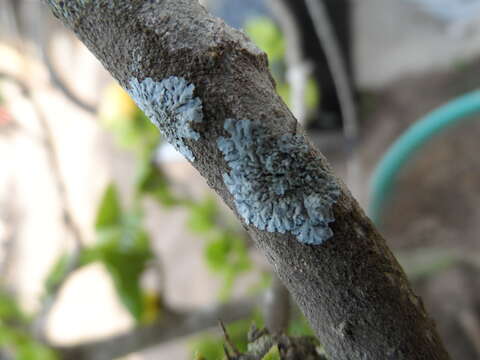 Image of rosette lichen