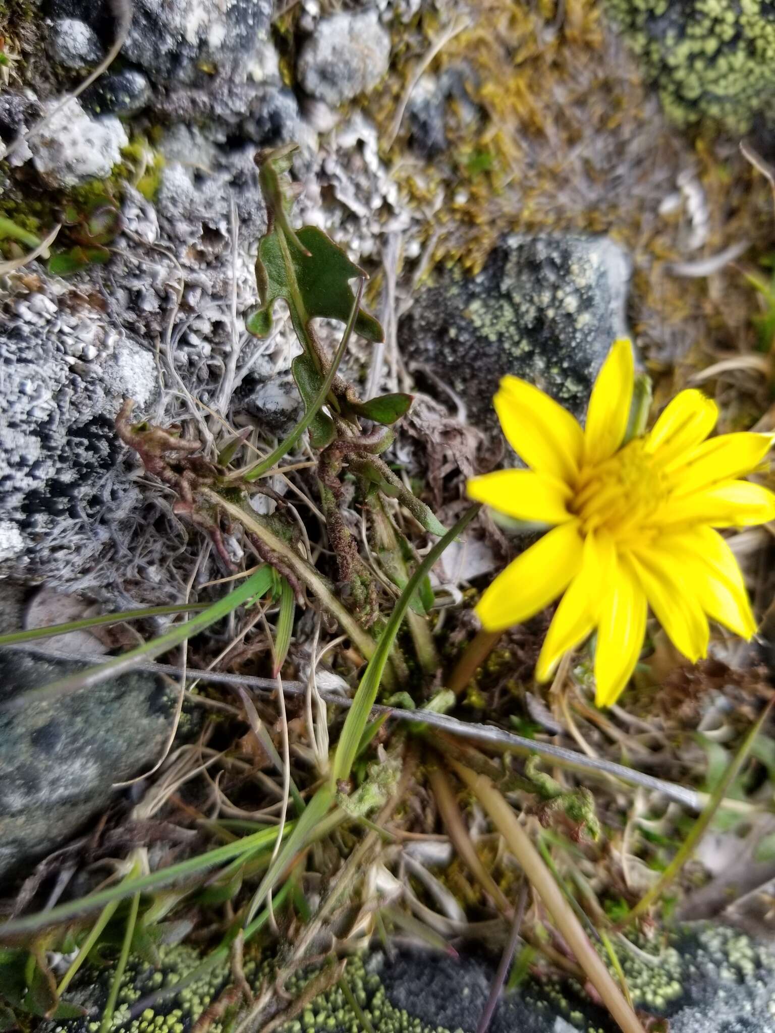 Image of harp dandelion