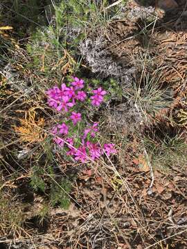 Image of Phlox caespitosa subsp. caespitosa