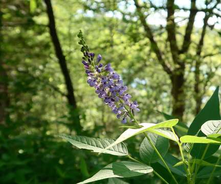 Psoralea onobrychis Nutt.的圖片