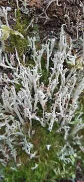 Image of cup lichen