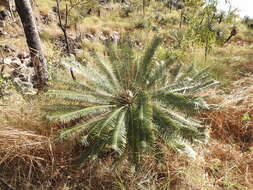 Image of Cycad