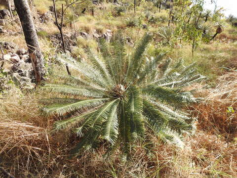 Image de Cycas calcicola Maconochie