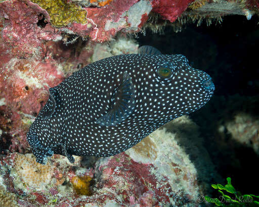 Image of Guinea fowl puffer