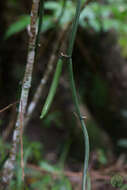 Image of Vanilla aphylla Blume