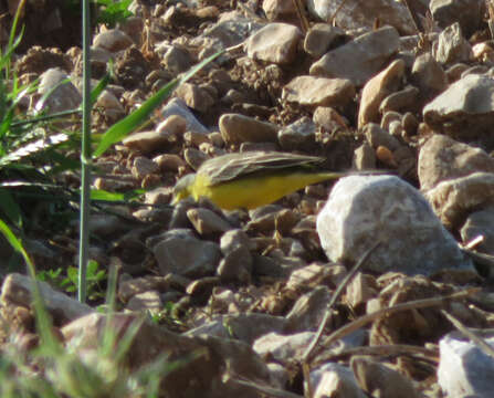 Image of Dark-headed Wagtail