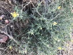 Image of Royal Gorge blazingstar