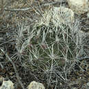 Image of Coryphantha ramillosa subsp. ramillosa