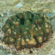 Image of Pocillopora aliciae Schmidt-Roach, Miller & Andreakis 2013