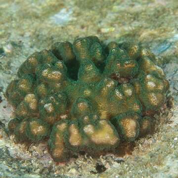 Image of Pocillopora aliciae Schmidt-Roach, Miller & Andreakis 2013