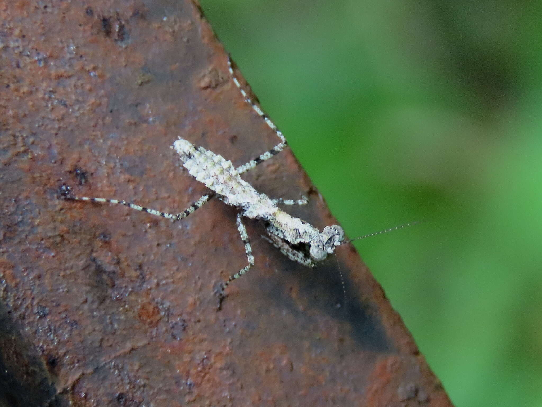 صورة Calofulcinia paraoxypila Tindale 1930