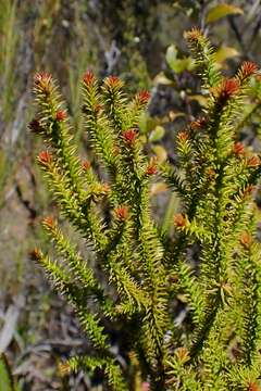 Image of Yellow Silver Pine