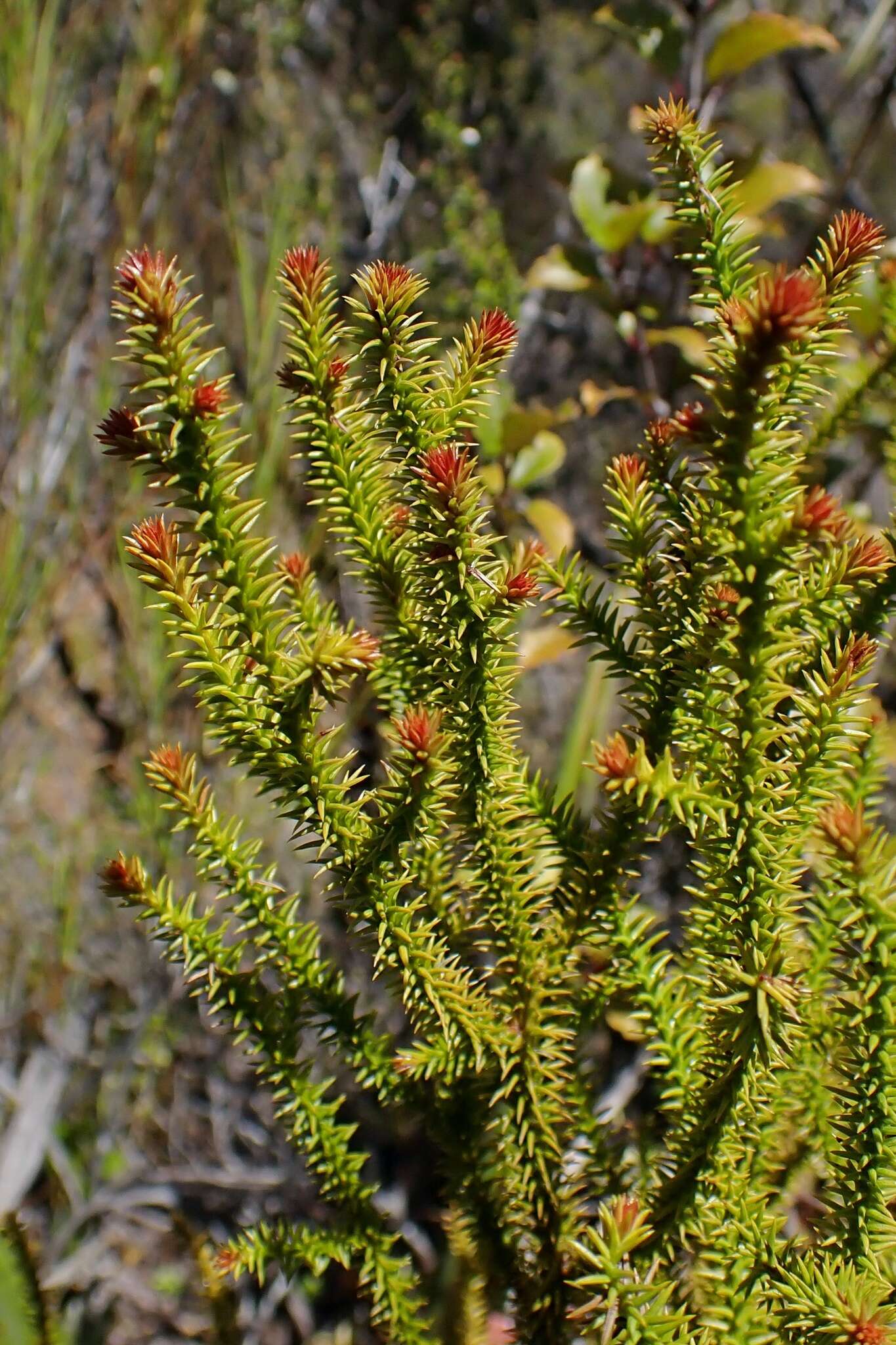 Imagem de Lepidothamnus intermedius (Kirk) Quinn