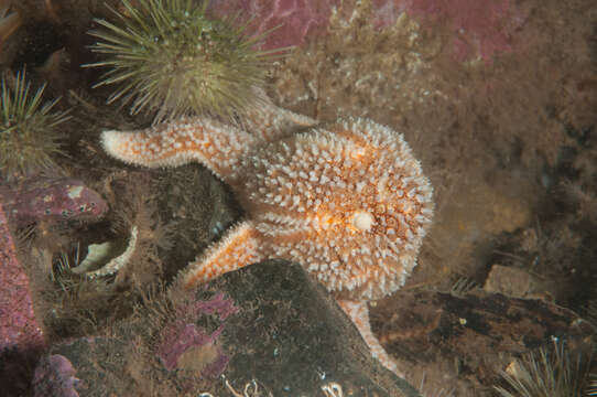 Image of Common sea star