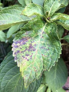 صورة Cercospora hydrangeae Ellis & Everh. 1892