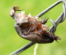 Image of Black Rain Frog