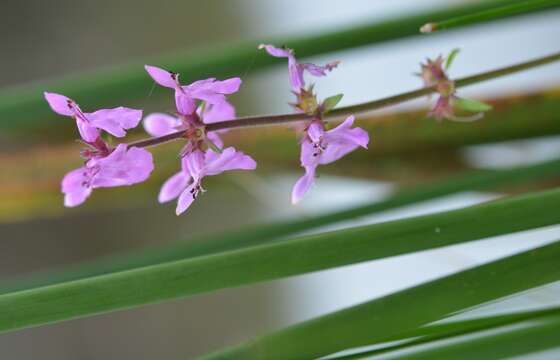 Image de Stachys harleyana A. Pool