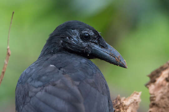 Image of Guam Crow