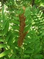 Imagem de Osmunda regalis L.