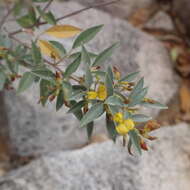 Sivun Cajanus acutifolius (F. Muell.) Maesen kuva