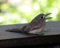 Imagem de Nonnula rubecula (Spix 1824)