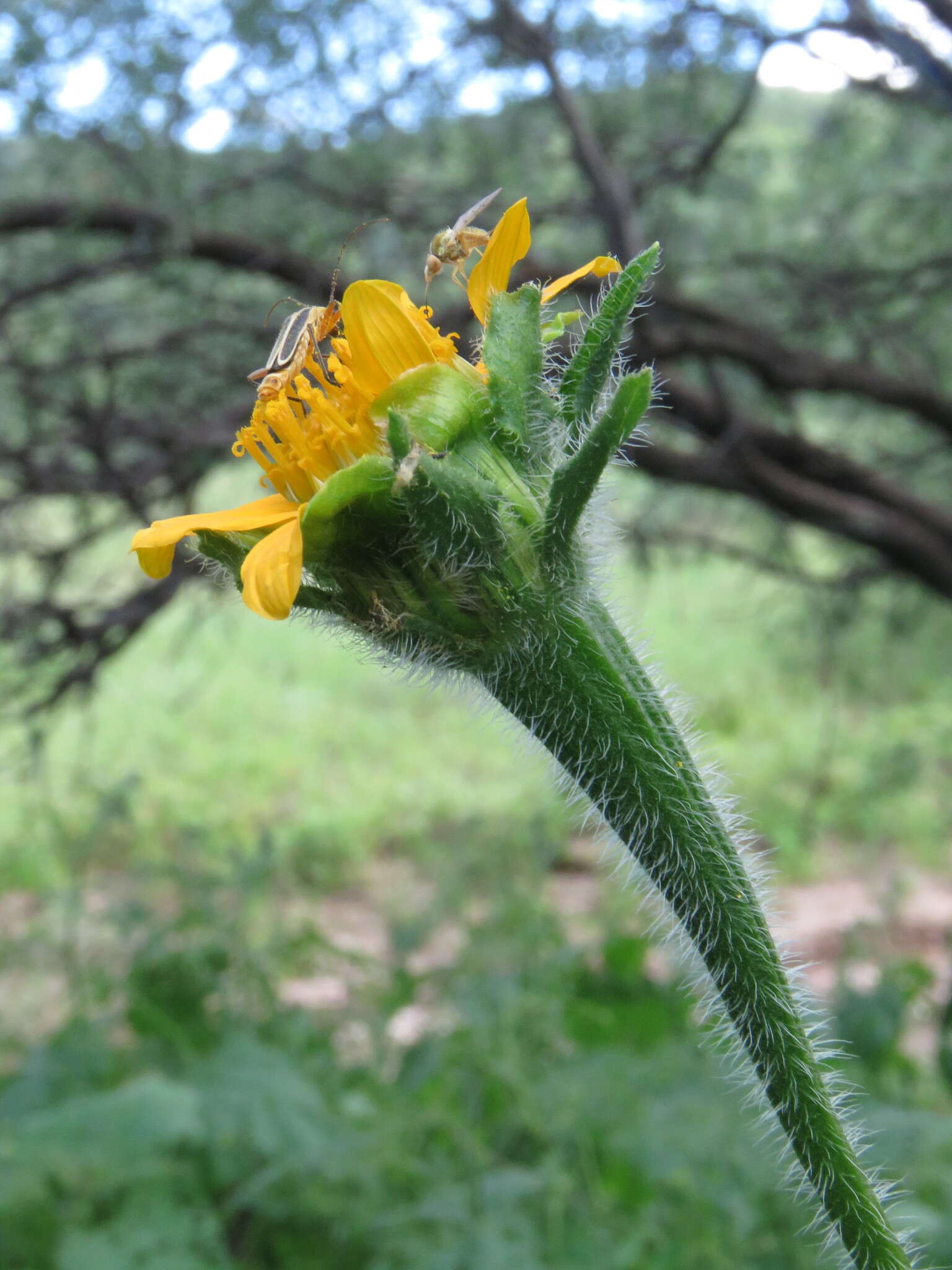 صورة Tithonia thurberi A. Gray