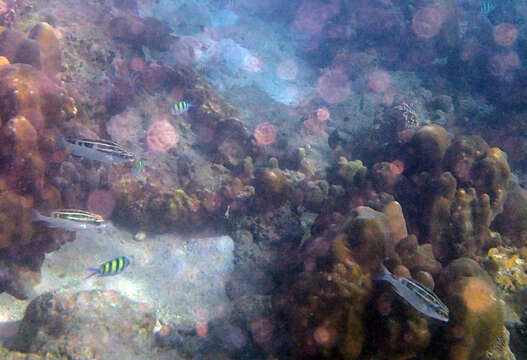 Image of Black-and-white monocle bream