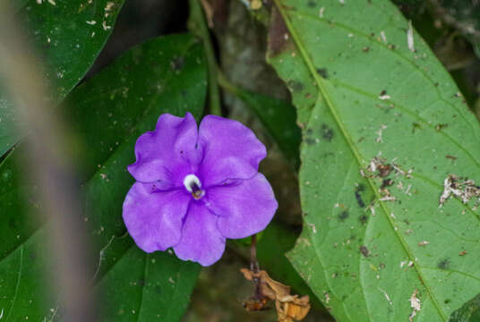 Brunfelsia grandiflora D. Don resmi