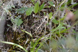 Image of Plateau Frog