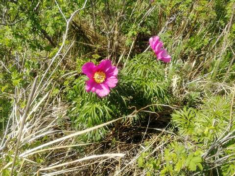 Image of Paeonia intermedia subsp. intermedia