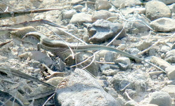 Image of Mexican Pygmy Whiptail